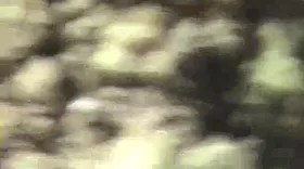 Elle me suce et je la lèche en sextape