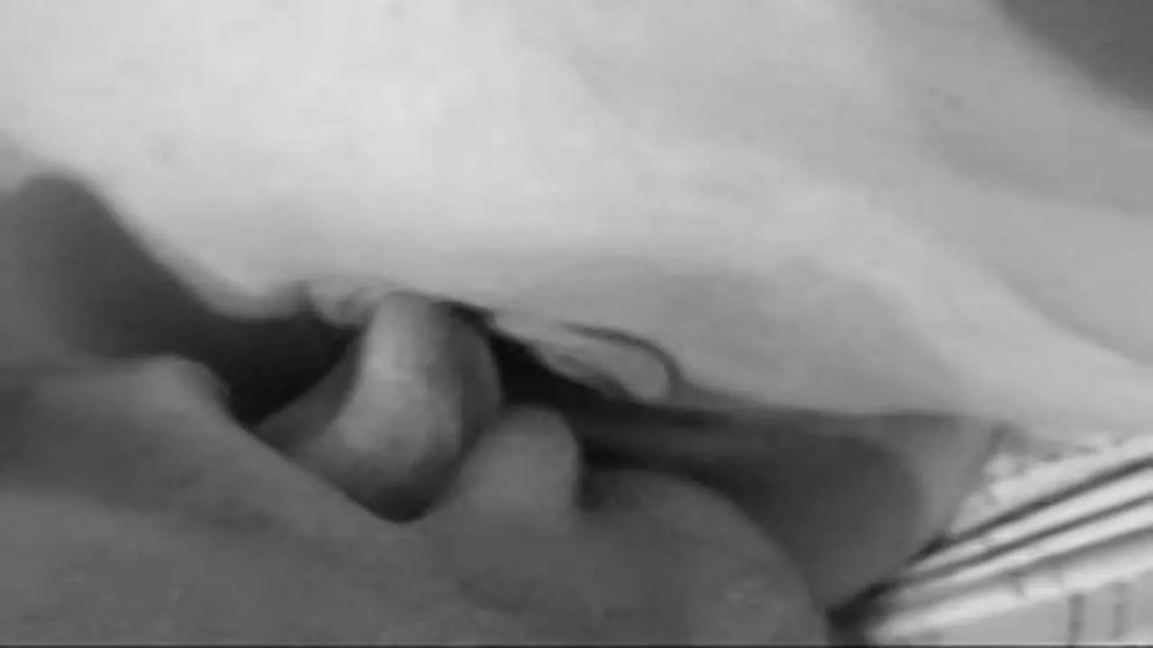 Cunilingus en video