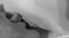 Cunilingus en video